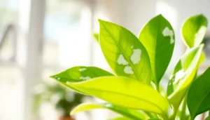 jade plant diseases photos